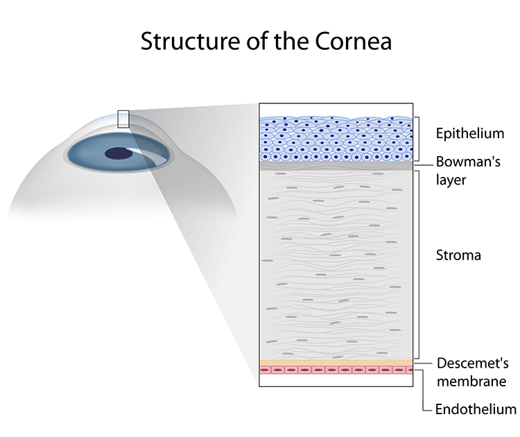 Structure of the cornea diagram